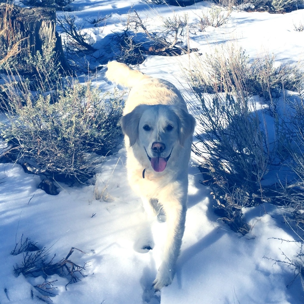 Meet your Posher, Tracey